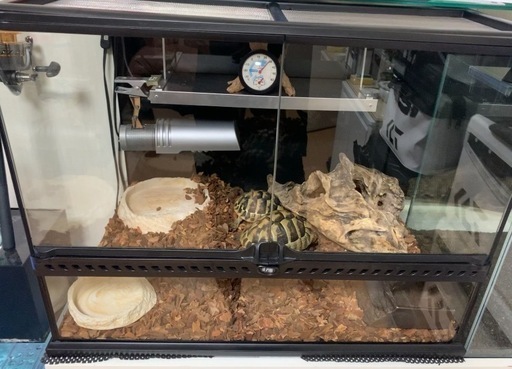 グラステラリウム　6045