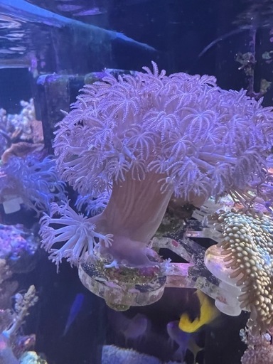 ウミアザミ　サンゴ