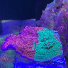 グラフテッドモンティポラ　ウスコモン　サンゴ 