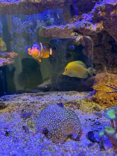 沖縄産　キイロハギ