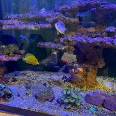 沖縄産　キイロハギの画像