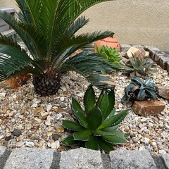 ソテツ　アガベ　多肉植物　　　