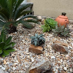 ソテツ　アガベ　多肉植物　　　の画像