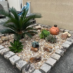 ソテツ　アガベ　多肉植物　　　の画像