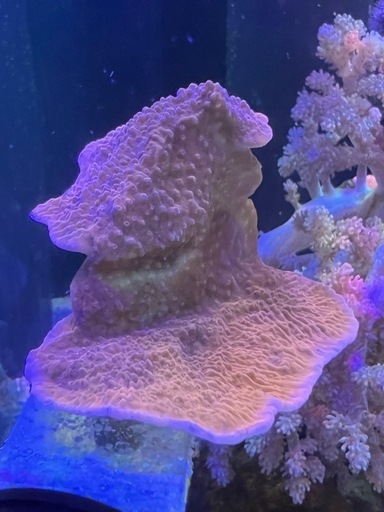 ウスコモンサンゴ  レッド　サンゴ