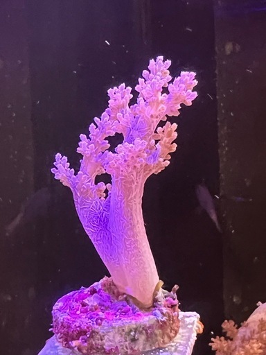 チヂミトサカ　サンゴ