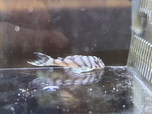 キンペコ　第一エース　売約済み