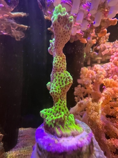 コンフサコモンサンゴ　サンゴ