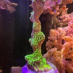 コンフサコモンサンゴ　サンゴ
