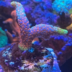 バブルガム　エダコモン　サンゴ