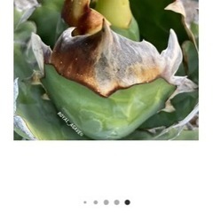 アガベ　トリケラの画像