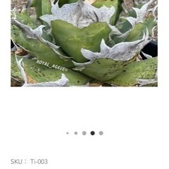 アガベ　トリケラ