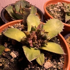 アガベ　トリケラの画像