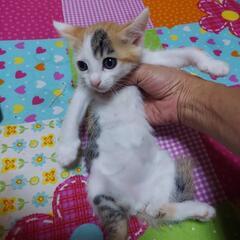 すくすく元気な子猫ちゃん達🎀