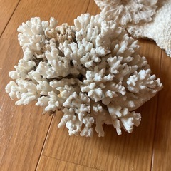 白珊瑚　2個セットの画像