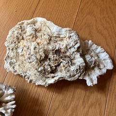 白珊瑚　2個セットの画像