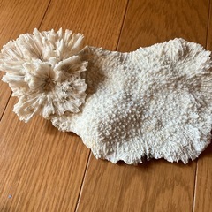 白珊瑚　2個セットの画像