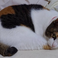 人慣れしてます