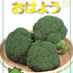ブロッコリー苗★キャベツ苗★