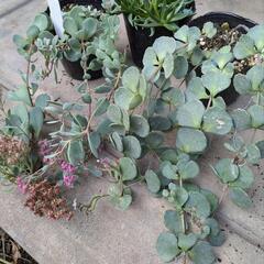 多肉植物セットC ミセバヤ 絶滅危惧種 ヒダカミセバヤ 三時草