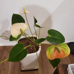 アンスリウムの画像