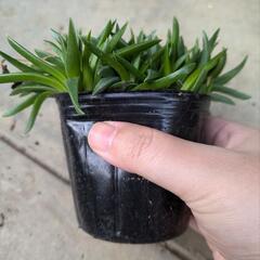 《値下げ》多肉植物 三時草 9cmポットの画像