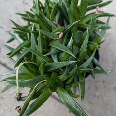 多肉植物 三時草 9cmポット