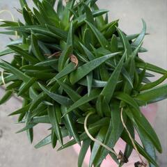 《値下げ》多肉植物 三時草 9cmポットの画像