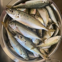 初心者ですが釣り仲間が欲しいです！
