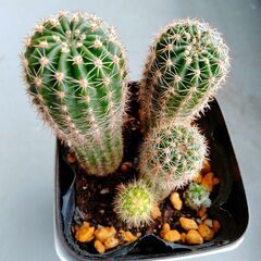 ミニサボテンと銀手毬