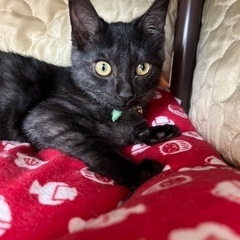 珍しいブラックスモークタビーの子猫 − 北海道