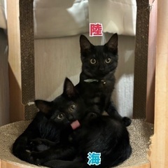 珍しいブラックスモークタビーの子猫 - 里親募集
