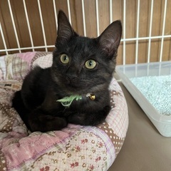 珍しいブラックスモークタビーの子猫 - 札幌市