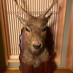 ハンティングトロフィの中古が安い！激安で譲ります・無料で