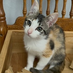 (お話中)三毛猫3兄妹　妹:はーちゃん