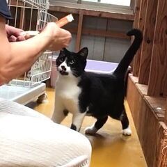 梨山の黒白ノンちゃん