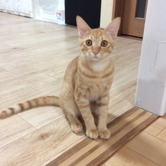 茶トラの兄弟です（兄猫、弟猫トライアル中）