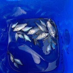 タナゴウキ　小物釣り　釣り道具02の画像