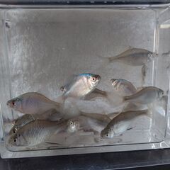 タナゴウキ　小物釣り　釣り道具03の画像