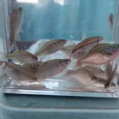 タナゴウキ　小物釣り　釣り道具04の画像