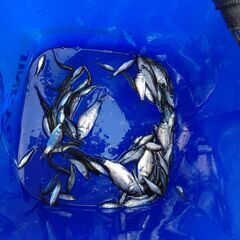 タナゴウキ　小物釣り　釣り道具06の画像