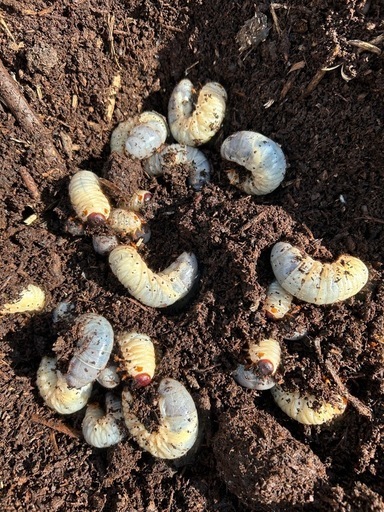 メッセージ窓口　カブトムシ　国産カブトムシ　クワガタ