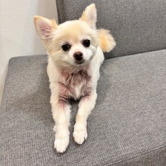 諸事情により飼えなくなり、里親を探しています。