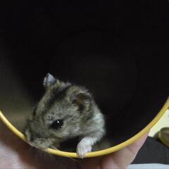 ハムスター