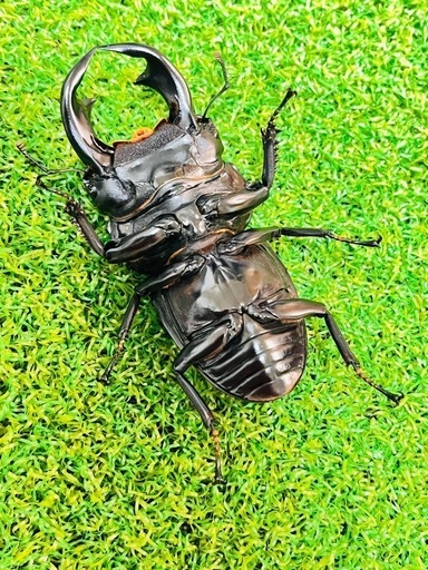 インドアンタエウスオオクワガタ（ガントク）　即ブリペア
