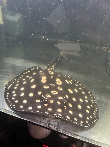 ダイヤモンドポルカ