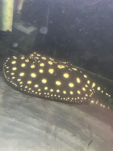 ダイヤモンドポルカ