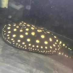 ダイヤモンドポルカの画像