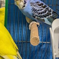 インコ 2羽 ♂♀