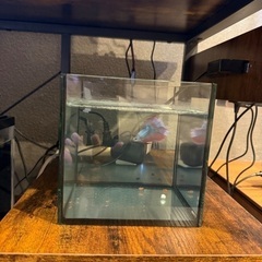 熱帯魚とアクアセット一式の画像